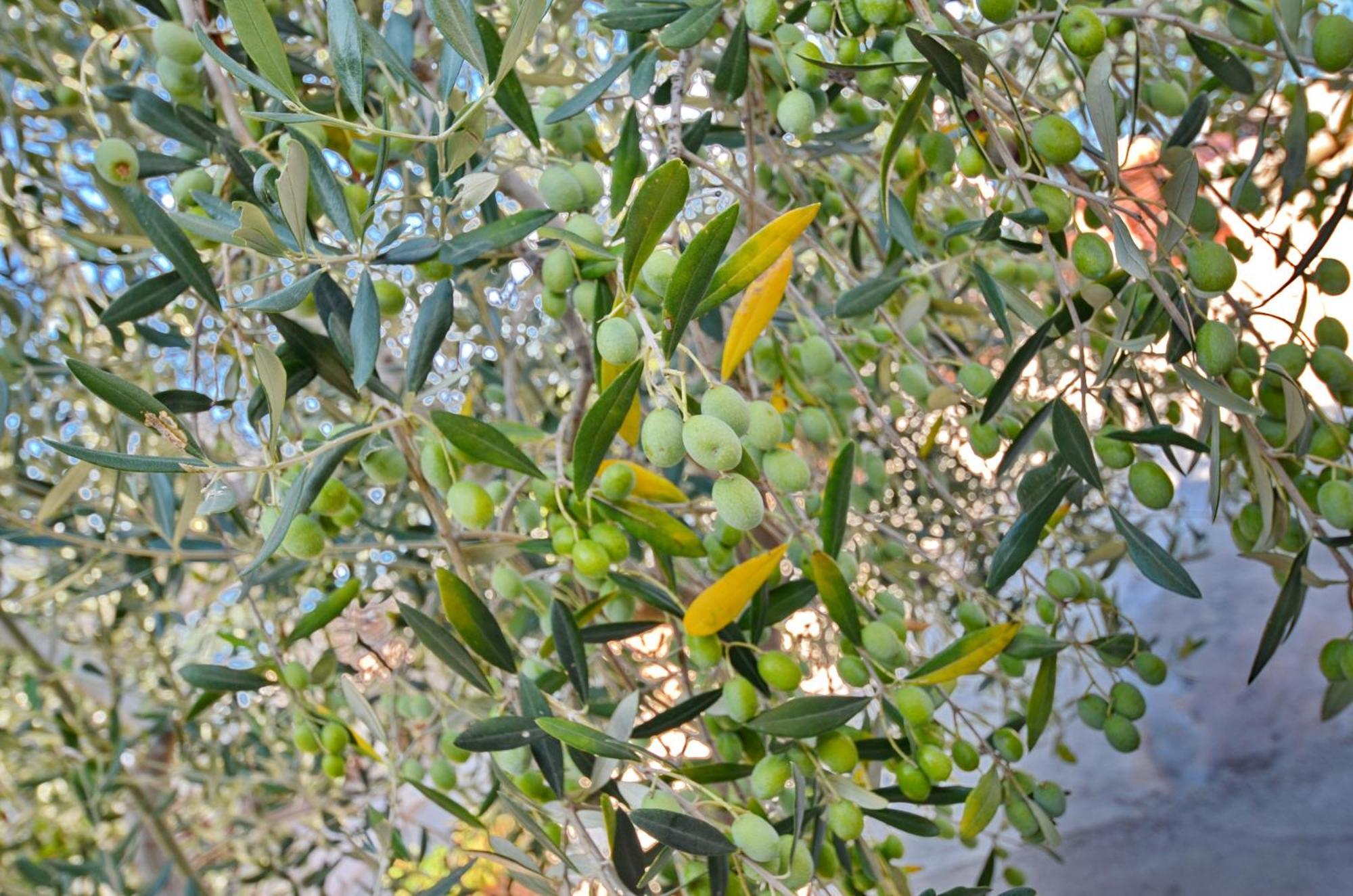 טיווט Dubravcevic Residence מראה חיצוני תמונה